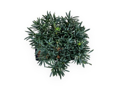 Podocarpus Macrophylla - Podocarpo - 26 cm