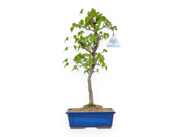 Acer Buergerianum - Érable - 39 cm