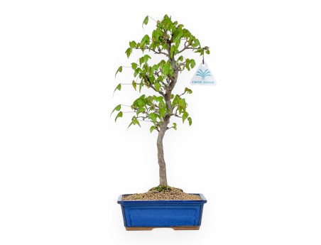Acer Buergerianum - Maple - 39 cm