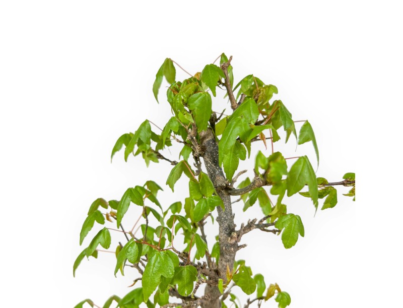 Acer Buergerianum - Maple - 39 cm