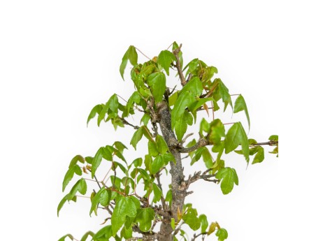 Acer Buergerianum - Érable - 39 cm