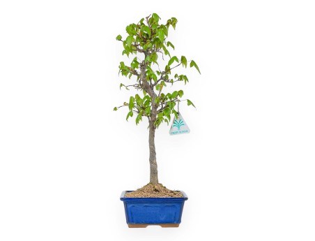 Acer Buergerianum - 39 cm