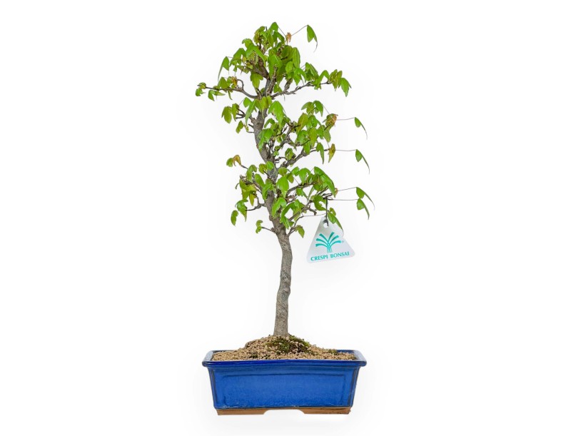 Acer Buergerianum - Érable - 39 cm