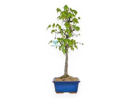 Acer Buergerianum - Maple - 39 cm