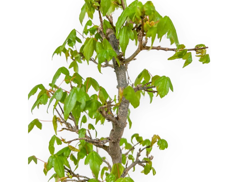 Acer Buergerianum - Maple - 39 cm