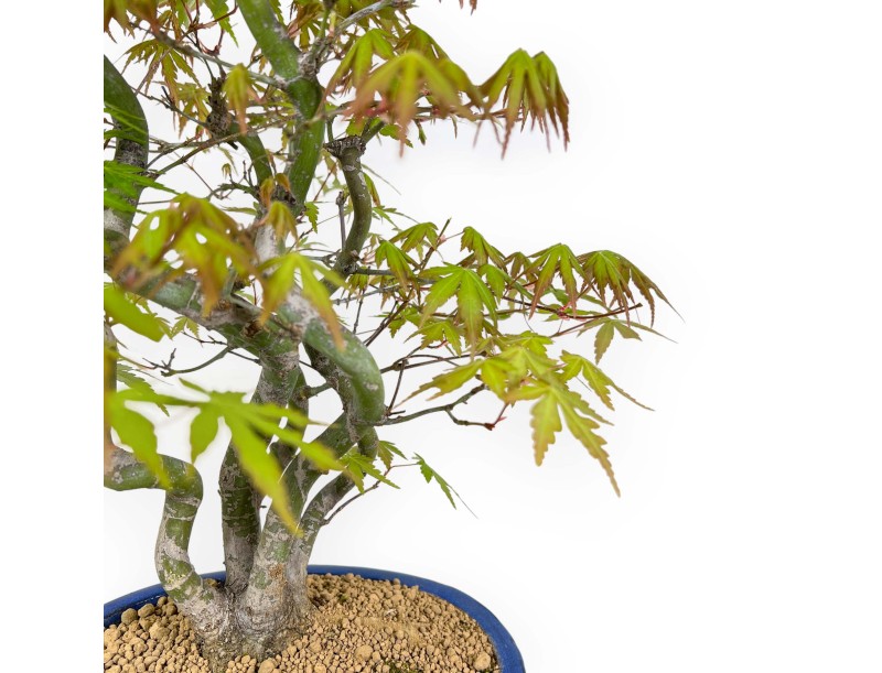 Acer Palmatum - Maple - 48 cm