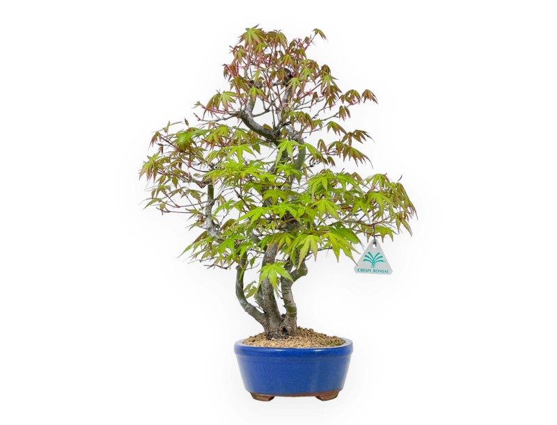 Acer Palmatum - Arce - 48 cm