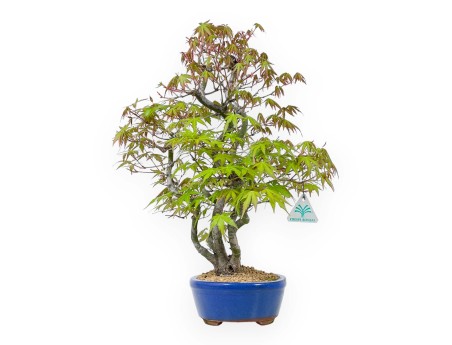 Acer Palmatum - Érable - 48 cm