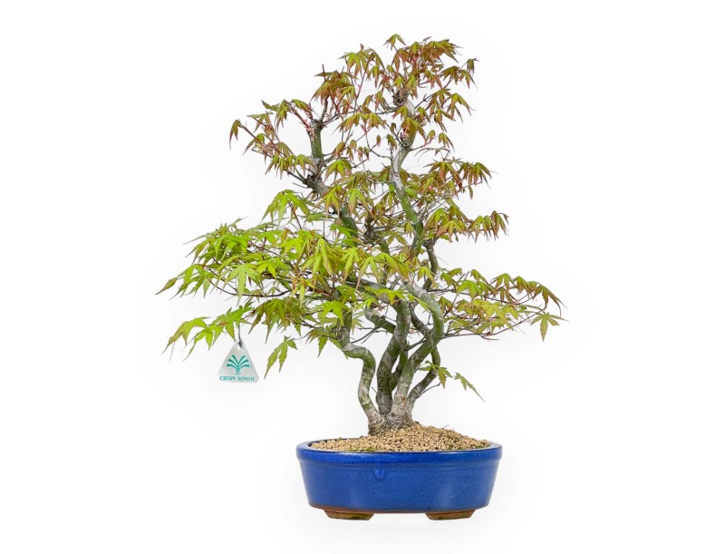 Acer Palmatum - Maple - 48 cm
