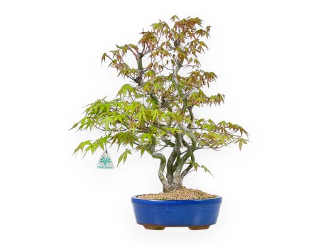 Acer Palmatum - Ahorn - 48 cm
