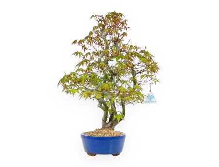 Acer Palmatum - Maple - 48 cm
