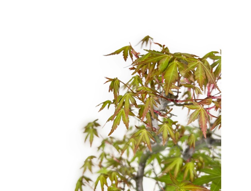 Acer Palmatum - Arce - 48 cm