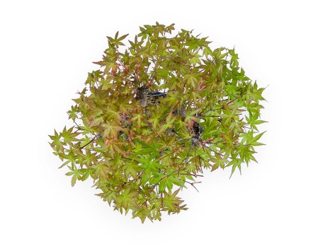 Acer Palmatum - Arce - 48 cm