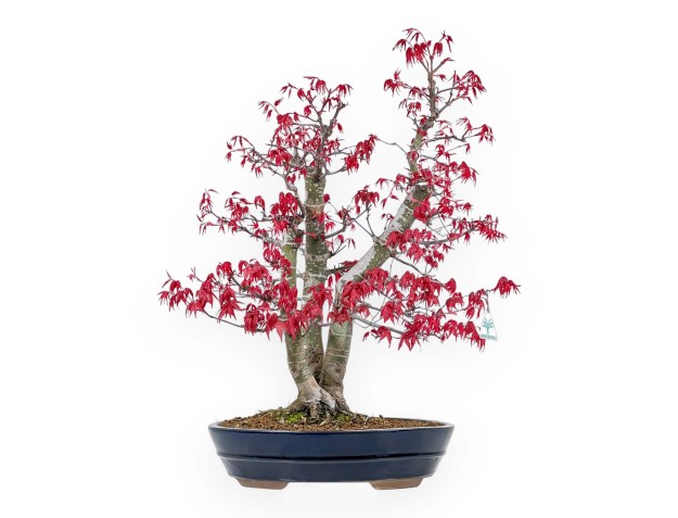 Acer Palmatum Deshojo - 58 cm