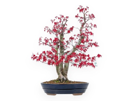 Acer Palmatum Deshojo - 58 cm