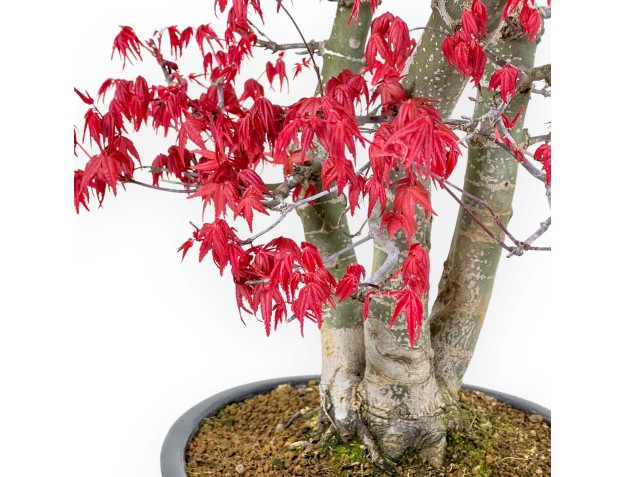 Acer Palmatum Deshojo - Maple - 58 cm 2