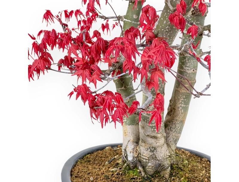 Acer Palmatum Deshojo - Érable - 58 cm