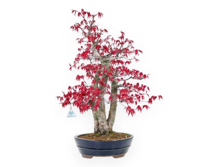 Acer Palmatum Deshojo - Érable - 58 cm