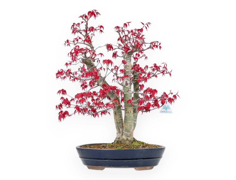 Acer Palmatum Deshojo - 58 cm