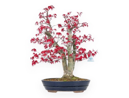 Acer Palmatum Deshojo - 58 cm