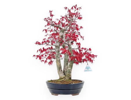 Acer Palmatum Deshojo - Acero - 58 cm