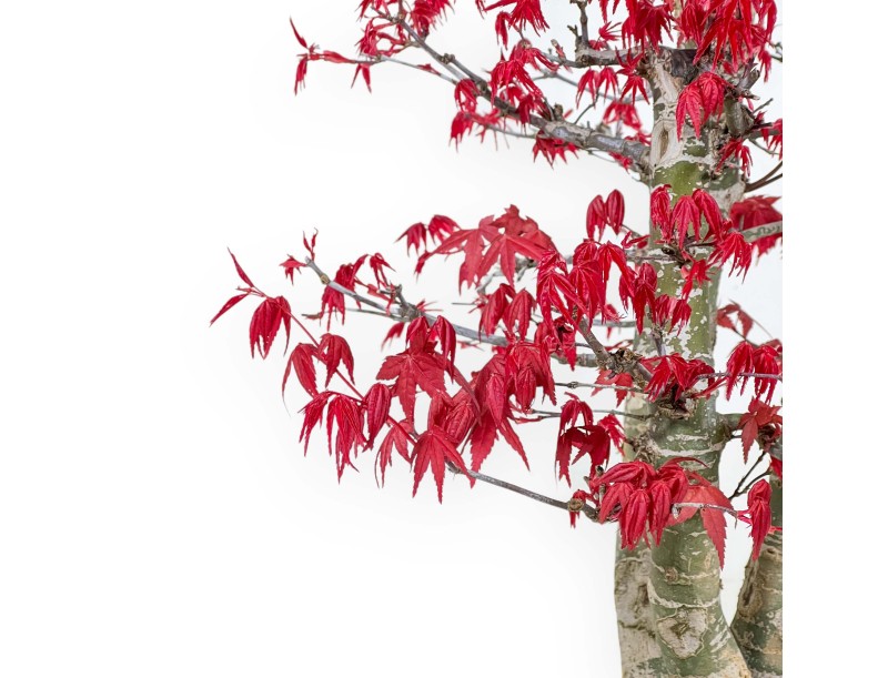 Acer Palmatum Deshojo - Acero - 58 cm