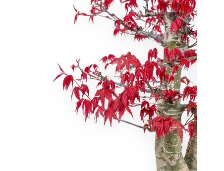 Acer Palmatum Deshojo - 58 cm