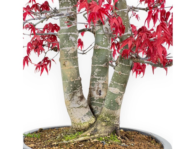 Acer Palmatum Deshojo - Érable - 58 cm
