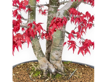 Acer Palmatum Deshojo - 58 cm