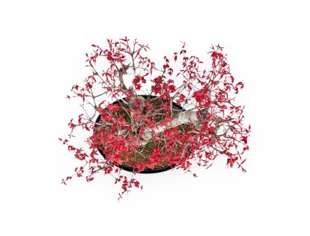 Acer Palmatum Deshojo - 58 cm