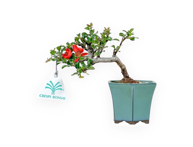 Chaenomeles Chojubai – Quitte – 15 cm