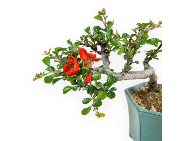 Chaenomeles Chojubai – Quitte – 15 cm 2