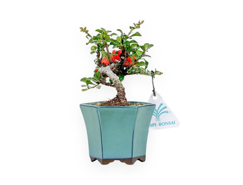 Chaenomeles Chojubai - Cotogno - 15 cm