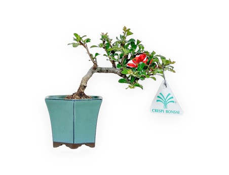Chaenomeles Chojubai – Quitte – 15 cm