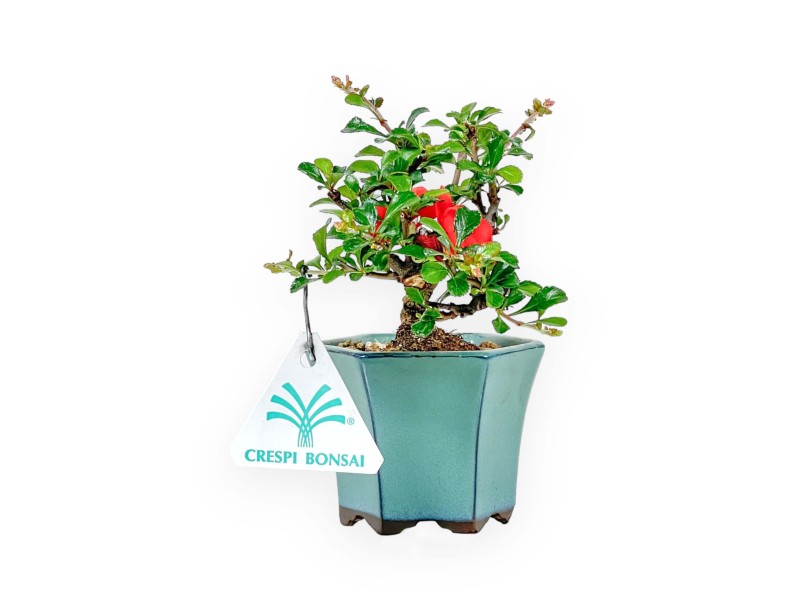 Chaenomeles Chojubai – Quitte – 15 cm
