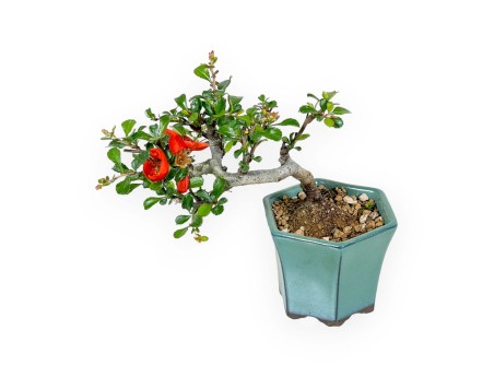 Chaenomeles Chojubai – Quitte – 15 cm