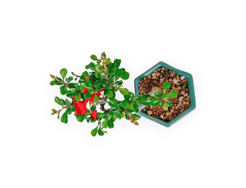 Chaenomeles Chojubai – Quitte – 15 cm