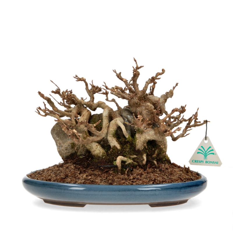 Acer buergerianum - Arce - 21 cm