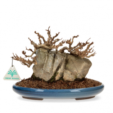 Acer buergerianum - Arce - 21 cm