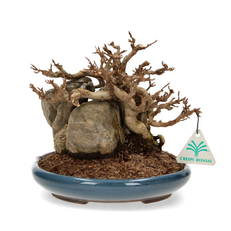 Acer buergerianum - Maple - 21 cm
