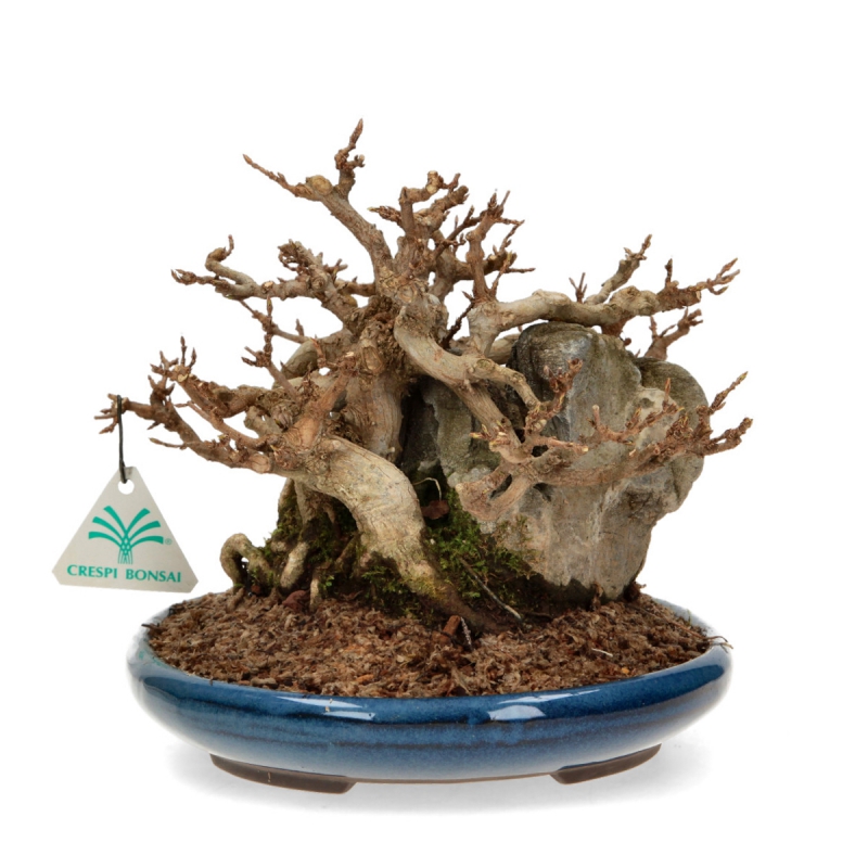 Acer buergerianum - Maple - 21 cm