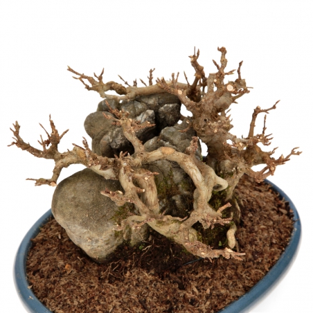 Acer buergerianum - Maple - 21 cm