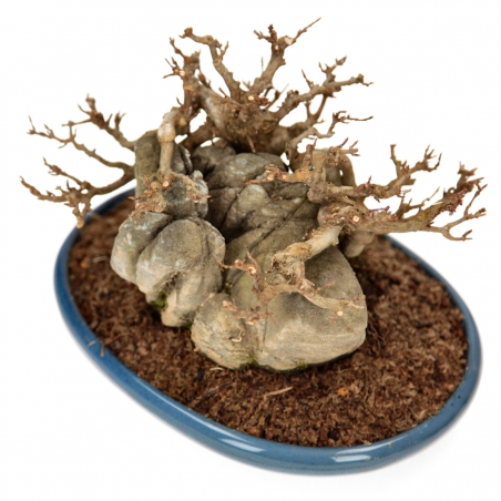 Acer buergerianum - Erable - 21 cm