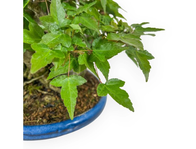 Acer Buergerianum - 21 cm 2