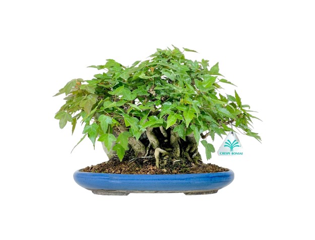 Acer Buergerianum - Érable - 21 cm