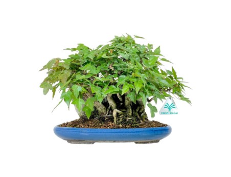 Acer Buergerianum - Maple - 21 cm