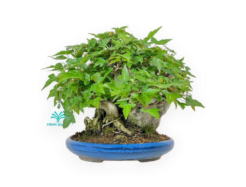Acer Buergerianum - Maple - 21 cm