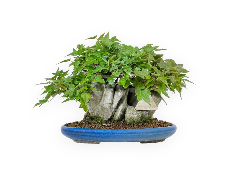 Acer Buergerianum - Maple - 21 cm