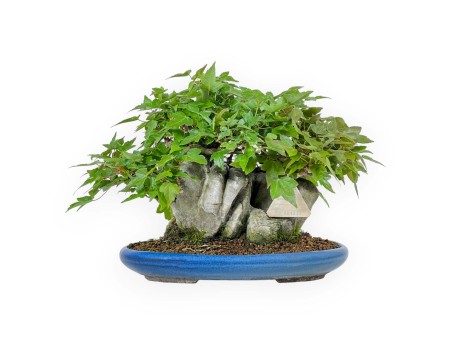 Acer Buergerianum - Érable - 21 cm