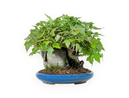 Acer Buergerianum - 21 cm